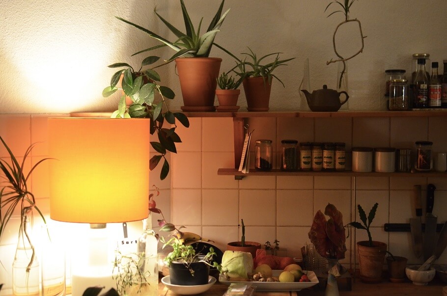 kitchen interior with various exotic plants and products in house