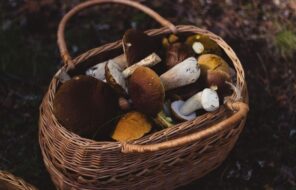 How Can Mushrooms Benefit Your Skin?