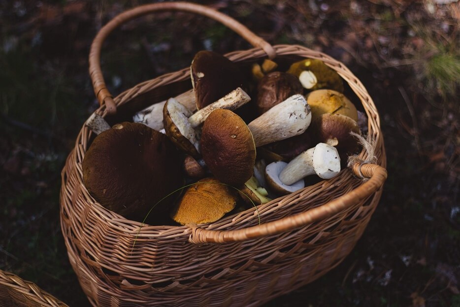 Basket full of mushrooms